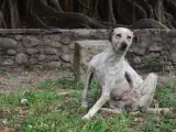 Un perro en una zona rural, rascándose.