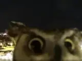 Un búho curioso apareciendo en la conexión en directo.