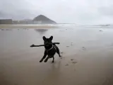 Un perro jugando en la playa.