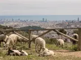 El rebaño, con la ciudad de Barcelona fondo.