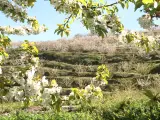 Cerezos en flor en el Valle del Jerte (Cáceres)