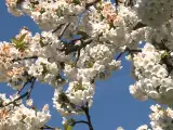 Los cerezos vuelven a florecer en el Valle del Jerte