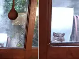 Una rata asomada a una ventana que se hizo viral en Twitter.