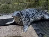 Spearmint, la foca que necesita rehabilitación por su adicción a los humanos.