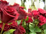 Previsi&oacute;n de la venta de rosas en Mercabarna-flor para Sant Jordi 2022