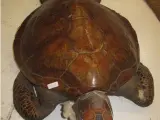 Tortuga 'Boba' incautada por la policía Navarra La Guardia Civil de Navarra ha intervenido una tortuga 'Boba', un caparazón de tortuga 'Carey' y la piel de una serpiente Boa constrictor, que se encontraban naturalizados. POLITICA ESPAÑA EUROPA NAVARRA GUARDIA CIVIL