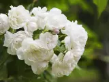 Rosal con flores blancas.