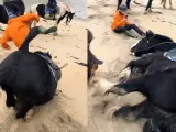 Conoce a Todd, el caballo que le encanta tirarse a la arena en mitad de las excursiones