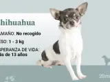 Chihuahua tricolor