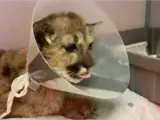 Este cachorro de león fue rescatado por varios excursionistas y ahora vive feliz en un zoológico