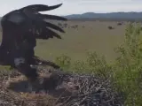 Momento en el que águila real ataca el nido de la cigüeña.