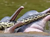 Dos delfines de río atacando a una anaconda.