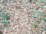 Una serpiente de cabeza cobre se esconde entre las hojas.