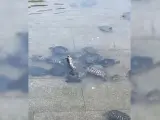 El gesto de varias tortugas que ayudan a otra a darse la vuelta en el agua consigue casi cuatro millones de visitas en TikTok
