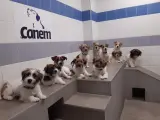 Algunos de los perros de alerta de la Fundación Canem
