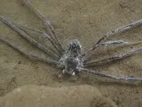 Una araña se envuelve en aire para soportar media hora bajo el agua.