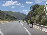 La Policía Local escolta a un caballo en la autovía A-45 de Málaga.