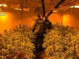La Guardia Civil desmantela una plantación de marihuana tipo indoor.