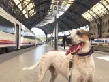 Un perro en una estación de Renfe.
