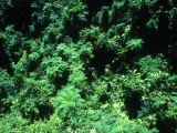 Imagen de un bosque tropical en Australia.
