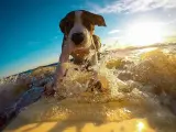 Un perro surfeando junto a su dueño.