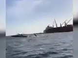 El impactante momento en el que una ballena sale del agua y cae sobre un yate