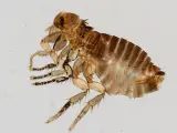 Imagen de una pulga.