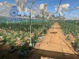 La Policía Nacional Desmantela Tres Invernaderos Destinados Al Cultivo De Cannabis Sativa Con Unas 20.000 Plantas