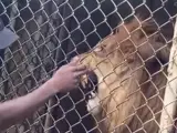 Momento en que un león arranca el dedo al trabajador de un zoo.