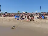 Liberación de una tortuga en El Prat de Llobregat (Barcelona).