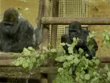 Gorilas en el Parque de la Naturaleza de Cabárceno (Cantabria)