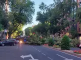 Un árbol se ha caído este martes en la calle Embajadores.