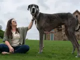 Zeus, el perro más alto del mundo.