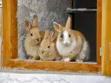 Un grupo de conejos domésticos.