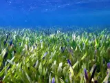 La planta más grande del mundo -un organismo marino de unos 200 kilómetros cuadrados.