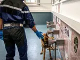 Uno de los perros entrenados para detectar el coronavirus.