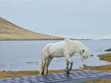 Se puede contratar a este caballo islandés para que conteste a tus 'mails'.