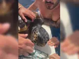 Rescatan a una tortuga atrapada en redes de pesca en Menorca