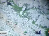 Accidente de dos osos que se despeñaron en la Montaña Palentina