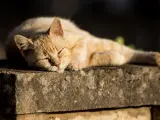 Un gato reposando al sol.