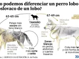 Diferencias generales entre lobo ibérico y perro lobo checoslovaco