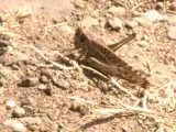 Una plaga de langosta daña cultivos y pastos en La Serena extremeña