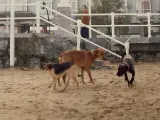 Perros en la playa de San Lorenzo, Gij&oacute;n