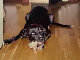 Un perro disfrutando con un hueso de roer.