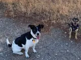 Dos perros en el campo.