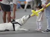 Un perro jugando con un globo.