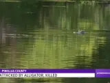 Un caimán en el lago de Florida en el que ha sido hallado el cuerpo mutilado de un hombre.