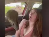 Entre la risa, el pánico y el llanto: la reacción viral de una joven cuando un avestruz se cuela en su coche