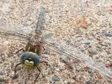 Otro insecto que también transmite el mejor de los rollos. Y es que esta libélula parece ser muy feliz. (Foto: Pixabay/jsmooth7)