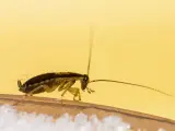 Foto de archivo de una cucaracha.